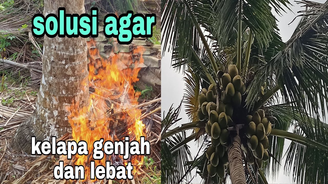 lakukan cara ini agar kelapa berbuah lebat