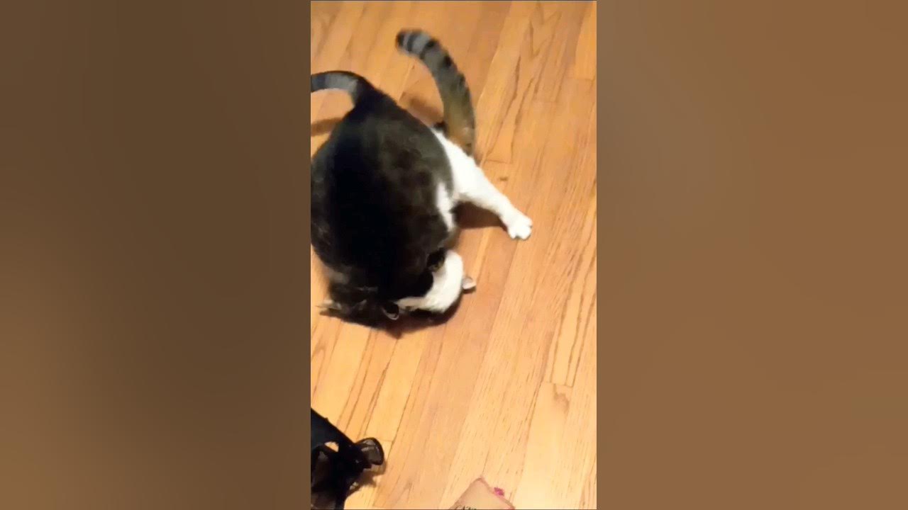 What Happens When Cats Have Catnip Mr Kitty And Oliver cat what-happens-when-cats-have-catnip-mr-kitty-and-oliver-cat