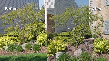 How To Trim A Tree | Ace Hardware