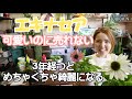 エキナセア 宿根草 大きくなる 育て方 ポイント 根っこを捨ててしまう 3年経つと めちゃくちゃ綺麗【おうちでガーデニング】開花園チャンネル