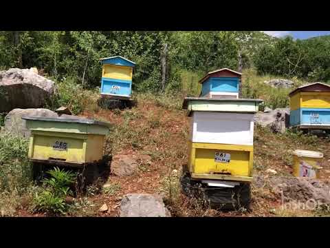 Video: Përfitimet E Mjaltit Në Krehër