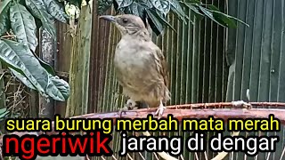 SUARA KICAUWAN BURUNG MERBAH MATA MERAH NGERIWIK DAN NGEBREN