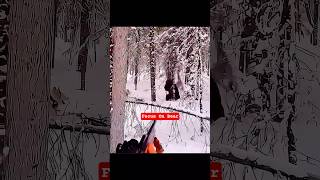 Dogs in the Drift: Freezing Bear Harvest 🐻 #shorts #viral #hunting #backcountryhunting