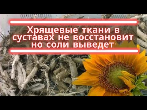 СРОЧНО! ВЫВОДИТ СОЛИ И РАСТВОРЯЕТ КАМНИ! КОРЕНЬ ПОДСОЛНУХА!