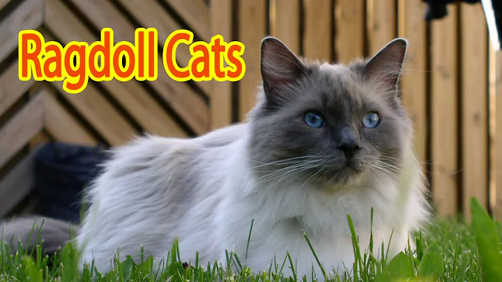Video 1132771: semi longhair cat, blue cat breed, colorpoint cat, cat blue eyes