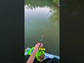Most fish catching videos with mini fishing rod #fishing #fishingtips