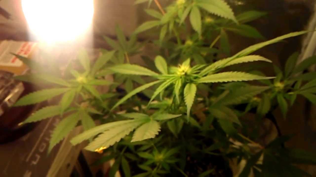Indoor grow, indica strain, day 39/ 21 flower