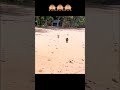 just the dog knocked down another one on the beach. Check the comments! #tiktok #funny #dog #shorts