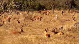 Djuma Baboons And Impals Tered All Around - 1026 - 072821