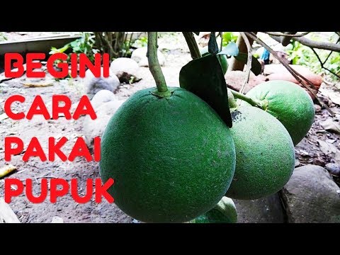 Video: Bagaimana Ada Jeruk Bali Di