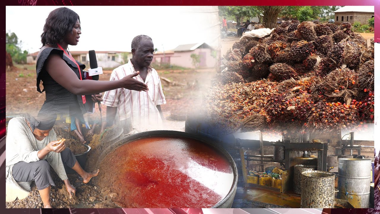 Exclusive: Watch How To Process Palm Oil & Palm Kennel Oil In Ghana