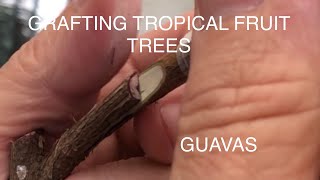 Guava Trees | How to graft | Simple Demonstration For Beginners!