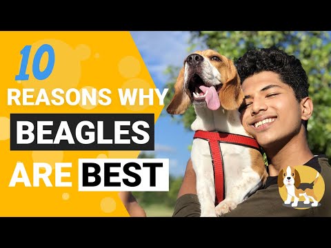 10 Beagle characteristics that will make you want one [Research]