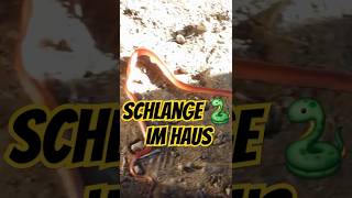 #Schlange im Haus! 😳 Wie hättest du reagiert? #regenwald #shorts