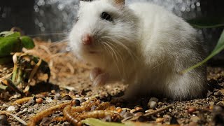 2 year old hamster in terrarium