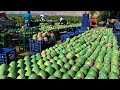 Australian farmers produce thousands of tons of mangoes this way  australian farming