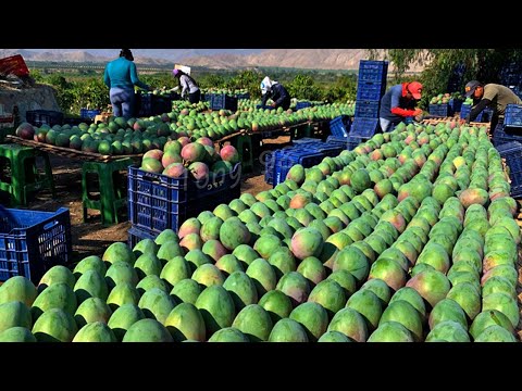 Amazing Agriculture Technology - Cultivation And Harvest Hundreds Of Tons Of Mango