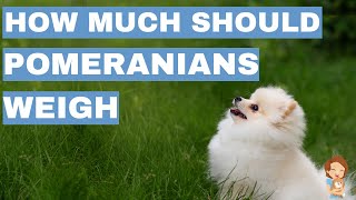 How Big Or Small Are Pomeranians?  Pomeranian Growth Chart Included