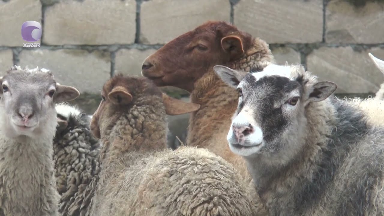İldə 6 bala verən, südü içilməyən Romanov qoyunları
