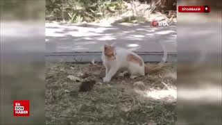 O Kedi̇ Buraya Gelecek