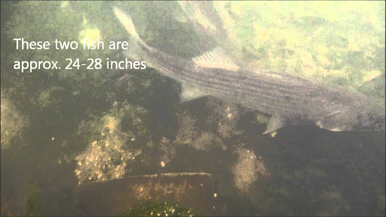 striped bass migration 2018 MNSA Cam: Striped Bass 10/11