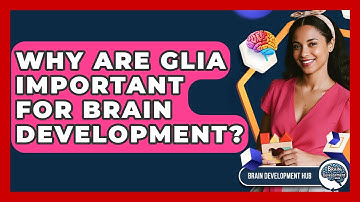 Why Are Glia Important For Brain Development? - Brain Development Hub