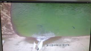 汐止289魚池換水裸池全都露