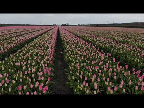Drone beelden - Tulpen velden in Zeewolde