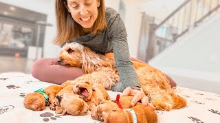 Surprise Delivery: 5 Mini Goldendoodle Puppies Arrive Early and Unexpectedly! by Doodles of NC 12,337 views 6 months ago 7 minutes, 52 seconds