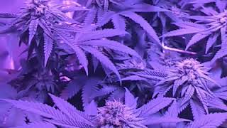 Big Bud Advanced Nutrients Review - End of WK5 Bloom - Peyote Cookies & Zittles Glue