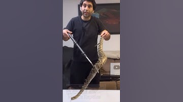 Largest rattlesnake on earth! The EDB #snakes #venomous #reptiles