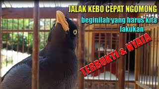 CARA PALING CEPAT JALAK KEBO BISA NGOMONG.
