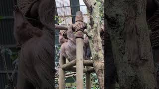 sloth sanctuary, Monteverde, Costa Rica