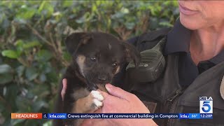 Puppy Abandoned In Socal Coyote Country May Soon Be Looking For Forever Home
