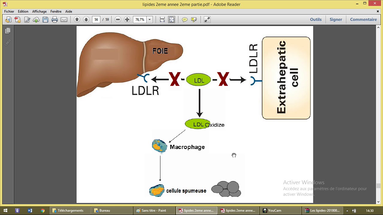 Métabolisme des lipoproteines 3 YouTube