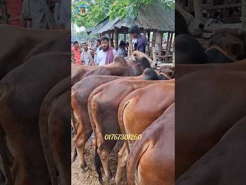 দামে কেমন হলো??