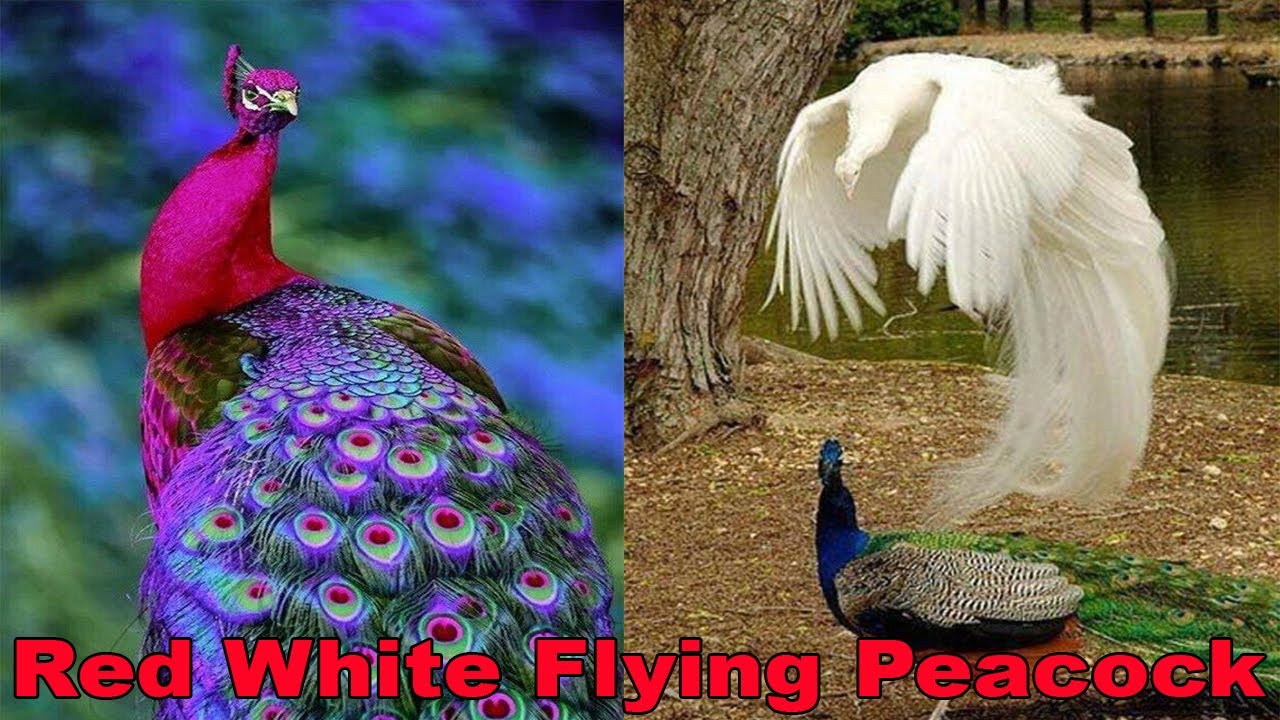 The Flying Peacock 5 Best Red White Peacock Movements Birds Animals New Colorful Peacock Youtube