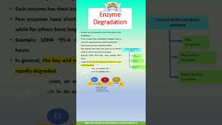 Enzyme Regulation by Enzyme Degradation |  #shorts