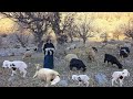 Miraculous birth of a lamb in the cold winter | Help from a nomadic family in the mountains of Iran