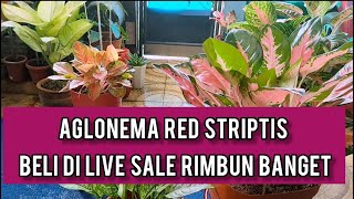 BELI DI ONLINE LIVE SALE AGLONEMA RED STRIPTIS RIMBUN BANGET