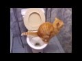 人間用のトイレでうんこをする、おりこうなネコ