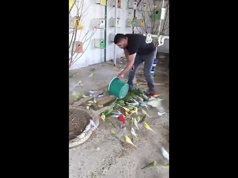 600 Muhabbet Kuşu  Bahçeye Saldik (Turkey's First Budgerigar GARDEN)