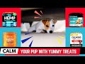 Best calming treats for dogs  relax your dog with tasty snacks