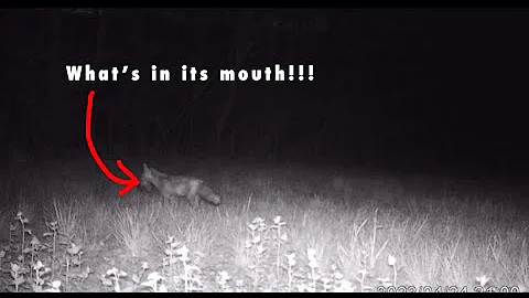 CRAZY TRAIL CAM VIDEO!!! (TrailCam Tuesday)