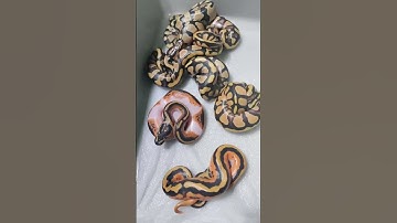 Ever seen an orange Ball python!?🐍 🔥#animal #ballpython #reptiles #python #snake #pets #shorts