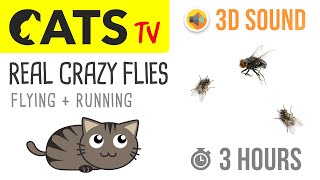 CATS TV - REAL Crazy FLIES 🪰 3 HOURS (Game for Cats to Watch) screenshot 4