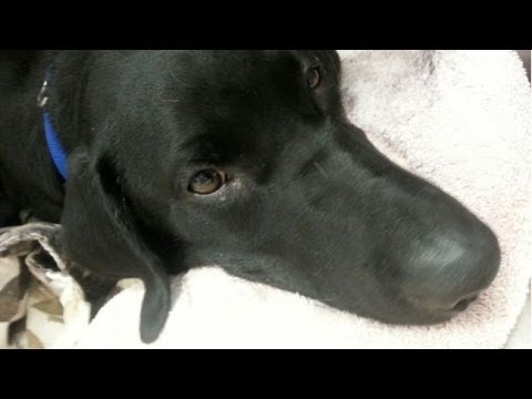 Fireman Gives Dog Mouth To Mouth