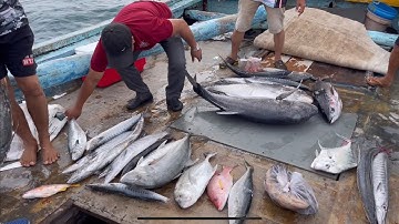 Tập 128: jigging cá hằm bà lằng xắng cấu