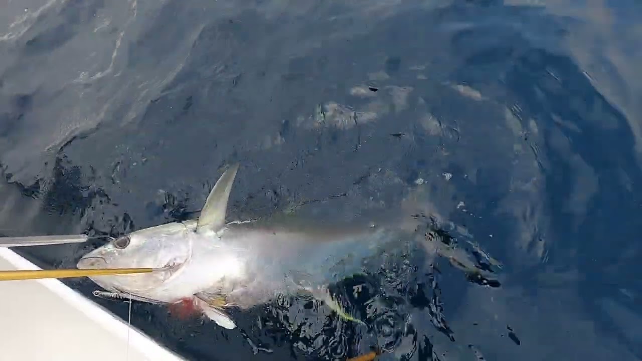 BIG EYE & YELLOW FIN TUNAS July 2024