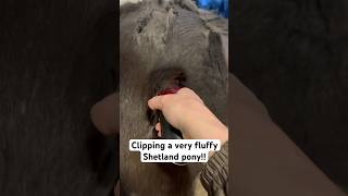 Satisfying Clipping Of Shetland Pony!! Satisfying Clipping Of Shetland Pony!!